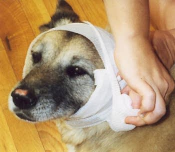 Помощь собакам при различных видах и стадиях ожогов