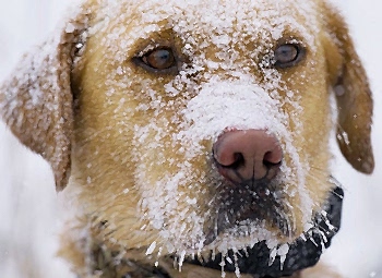 Собаки не застрахованы от получения ожогов или обморожений, а также укусов насекомых на природе