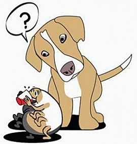 Другое осложнение - хронический пироплазмоз, который, к сожалению, может возникать и после лечения пироплазмоза, если в крови животного остались единичные возбудители болезни