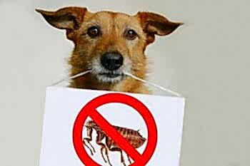 Самые первые признаки пироплазмоза - стандартны для всех болезней. Это вялость, отказ от еды, общая слабость.