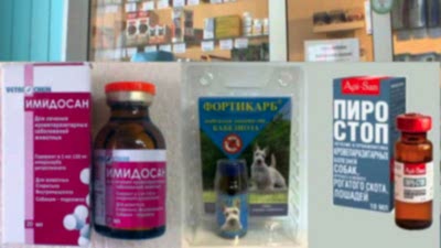 Если не начать лечение (или начать слишком поздно), последствия пироплазмоза у собаки могут быть самыми печальными. В 98% случаев - летальный исход.