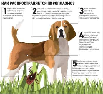 Цикл распространения пироплазмоза собак
