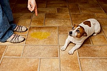 Отучить собаку гадить дома
