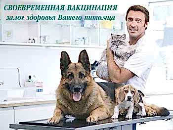 Ветеринарные врачи отвечают на вопросы владельцев животных