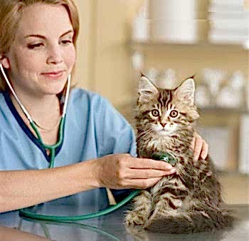 Ветеринарные врачи отвечают на вопросы владельцев животных