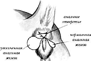 Параанальные мешки представляют собой железы внутренней секреции. Визуально - это кожистые выпуклые симметричные образования, залегающие между мышцами наружного сфинктера и заднего прохода.