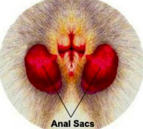 Клинический осмотр позволяет выяснить состояние желез собаки, наличие свищей, язв, абсцессов в области параанальных желез