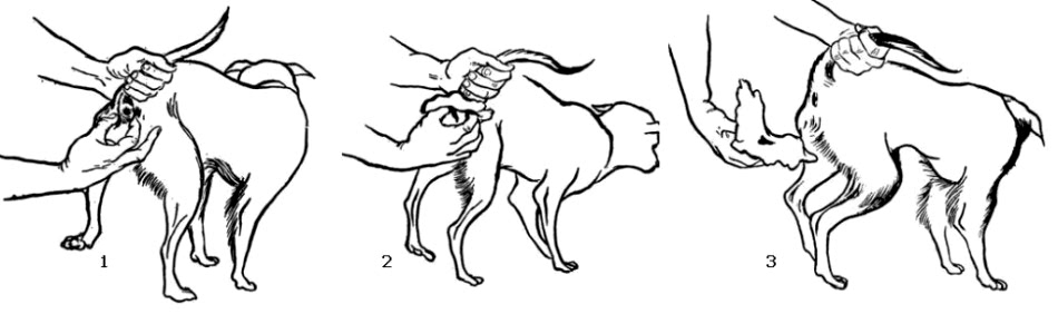 Обязательным этапом лечения является освобождение анальных мешков от содержимого самостоятельно или с помощью врача.