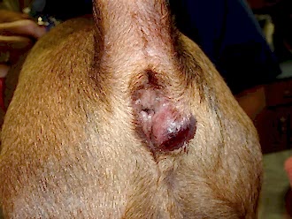 Естественным способом эвакуация содержимого желез происходит в результате напряжения мышц ануса, таза и заднебедренной группы в процессе дефекации, при активных движениях или стрессе