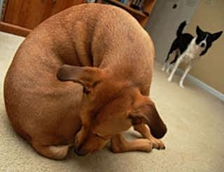 Сопутствующими признаками считаются частое вылизывание кожи у основания хвоста, учащенные позывы к дефекации, болезненность процесса, гонка за хвостом, заметный дискомфорт животного в сидячем положении, агрессивная реакция на касания задней поверхности туловища