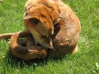 При переполненной железе, может образоваться нагноение, абсцесс, воспаление соседних тканей, что приводит к заметному ухудшению самочувствия животного