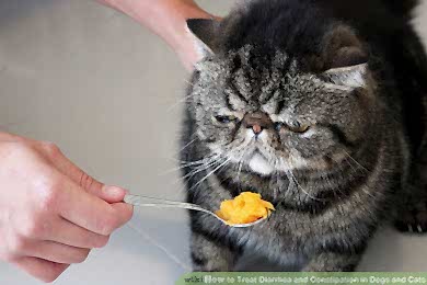 Непроходимость желудочно-кишечного тракта у кошек и собак