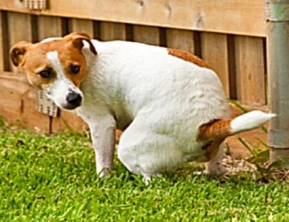 Лечение кишечной непроходимости (копростаз) у кошек и собак