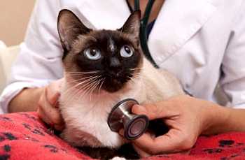 Несмотря на все плюсы, стерилизация кошек имеет несколько недостатков, с которыми должны считаться хозяева питомца