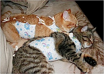 Невзирая на кажущуюся сложность, стерилизация является единственным методом сохранить спокойствие питомца и предотвратить нежелательное появление котят