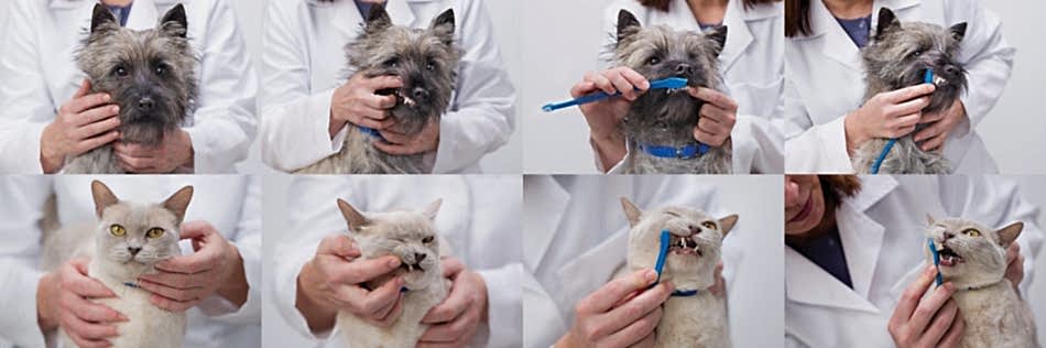 Внимательное отношение к здоровью домашнего любимца - это отличная возможность продлить жизнь животного