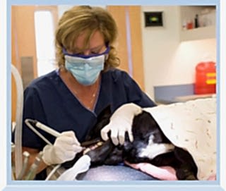 Различные микробы оседают на зубах животных и образуют мягкий желтоватый налет. К нему прицепляются известковые соли, которые входят в состав слюны. Так налет преобразуется в камень и крепко прикрепляется к зубу.