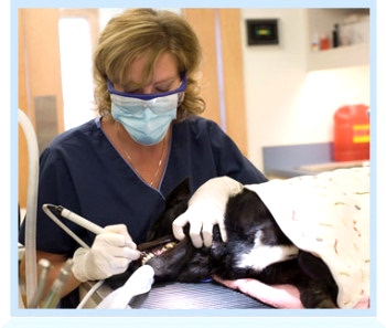 Ветеринарная стоматология Алматы предлагает все необходимые стоматологические услуги