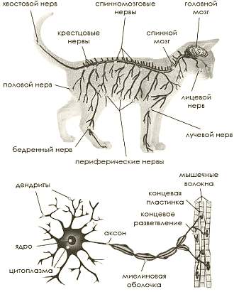 Составные части нервной системы кошки