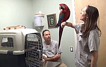 Заразные болезни бывают, как очень опасными, так и несерьезными, не представляющими угрозы для жизни птицы