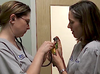 Паразиты способны поражать птиц, как внутренне, так и снаружи