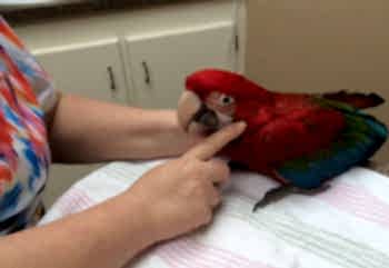 Многие болезни попугаев и других домашних птиц успешно лечатся. Главное, своевременно обратиться за помощью.