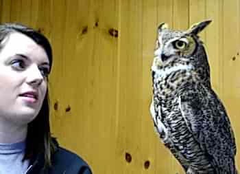 Все виды заболеваний попугаев, кур, голубей, хищных птиц требуют квалифицированной ветеринарной помощи