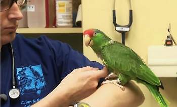 Внимательному хозяину несложно заметить ухудшение здоровья птицы