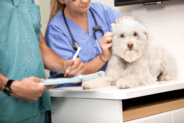 Ветеринарная терапия и обследование домашних животных. Ветеринар терапевт проводит профилактику болезней животных