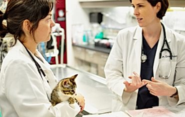 Обращайтесь к нам, и оказание ветеринарных услуг удивит Вас профессиональностью и высочайшим уровнем!