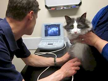 Ультразвуковое исследование является одним из самых безопасных и неинвазивных (безболезненных) методов диагностики