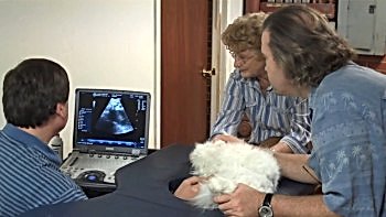 Следует отметить, что проведение УЗИ животным на дому не искажает результаты