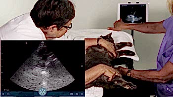 Следует отнестись серьезно к подготовке перед проведением УЗИ собаке, цена на услугу от этого не меняется, но то насколько качественно будет проведена подготовка зависит точность результатов