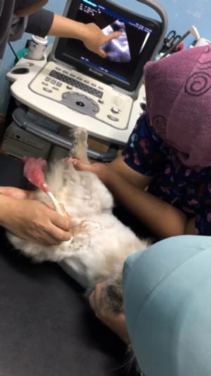 Именно УЗИ диагностика животных позволяет определить степень патологического процесса