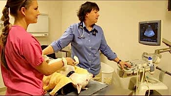 Абсолютно безвредным и безболезненным является метод УЗИ для животных, цена на услугу устанавливается в зависимости от того какой объем исследования будет проводиться