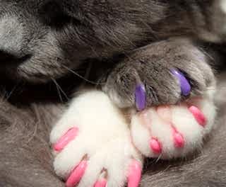 Антицарапки-колпачки обезопасят от ран взрослых, а также их детей, кресла и диваны, обои на стенах в квартире, шторы, а также одежду