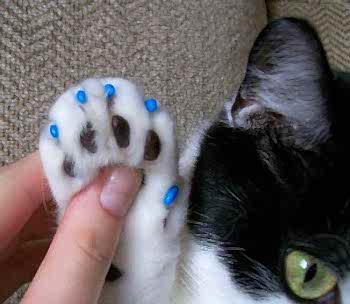 Даже когда ваш любимец проглотит такой накладной колпачок то это не опасно.