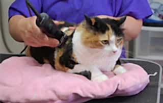 У разных пород кошек шерсть может отрастать от 3 до 6 месяцев. Отрастание во многом зависит и от возраста животного.