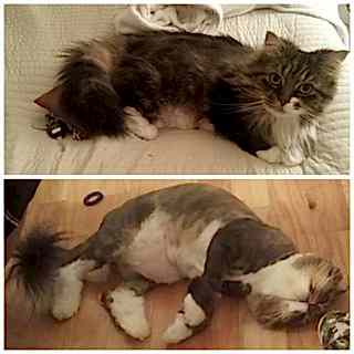 Стрижку кошек сделать труднее, потому что не так то и просто ее удержать на одном месте