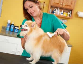 По существующим стандартам некоторым породам собак делается в обязательном порядке стрижка хотя бы 2-3 раза в год