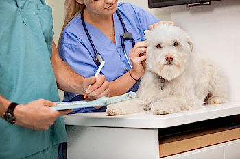 Заболевания домашних питомцев - не менее частая проблема, чем болезни у людей.