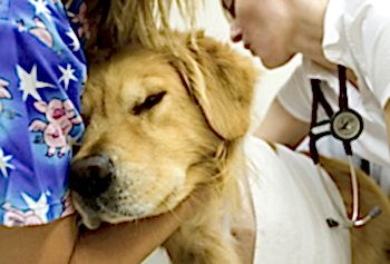 Помощь ветеринара-терапевта животным: консультация, диагностика, лечение