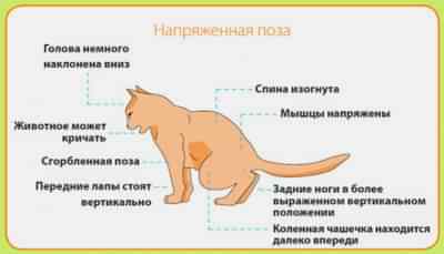 К урологическим заболеваниям животных относятся заболевания мочевого пузыря, почек, мочевыводящих путей.