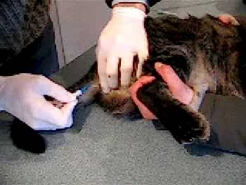 Помните, развитию камней в почках способствуют соленые продукты и жесткая вода.