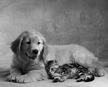 Достаточно всего лишь позвонить по телефону, и опытные ветеринарный врач возьмет все услуги по утилизации питомца на себя, не утруждая проблемами владельца