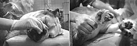 Иногда владельцам остается только прекратить мучения своего любимца, прибегнув к такому гуманному методу, как эвтаназия (усыпление)