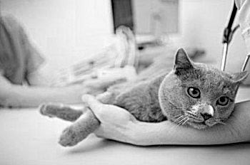 Чаще всего, усыпить кошку на дому требуется при достижение ей 15-20 летнего возраста