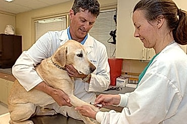 У нас работают исключительно профессионалы высшей категории, за оказанные ветеринарные услуги каждый врач отвечает лично