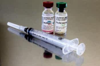 А вот прививки котятам от бешенства делаются в 6 месяцев. Раньше такую вакцину вводить нельзя