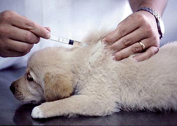 После 6-8 недель прививки щенкам необходимо делать в обязательном порядке